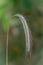 Macro close up of a single grain ear with a green bokeh background