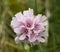 Macro close up single sea thrift pink flower Armeria maritima, selective focus, green bokeh background
