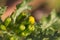 Macro close-up of some flower buds of Senecio vulgaris