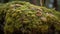 Macro close up of spotted fungus on wet tree trunk generated by AI