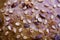 Macro close up of surface german baked seeded grain bread roll with crispy brown crust multiple seeds
