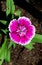 Macro Close up of Sweet William Dianthus barbatus Flowers-India