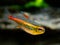 Macro close up of a tetra growlight Hemigrammus Erythrozonus in a fish tank with blurred background