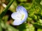 Macro close-up of tiny speedwell (Veronica) flower