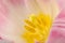 Macro close up of tulip pistil