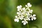 Macro close-up of an umbel of white Cow Parsley flowers