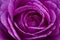 A macro close up of a vibrant purple rose