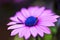 Macro close-up violet purple African Cape osteospermum daisy flower