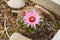 Macro Close up of Vivaparous foxtail cactus Escobaria vivipara . Texas Wildflowers