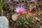 Macro Close up of Vivaparous foxtail cactus Escobaria vivipara . Texas Wildflowers