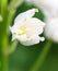 Macro close-up of white bell-shaped flowers growing in woodland in late spring