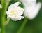 Macro close-up of white bell-shaped flowers growing in woodland in late spring