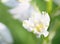 Macro close-up of white bell-shaped flowers growing in woodland in late spring