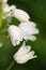 Macro close-up of white bell-shaped flowers growing in woodland in spring