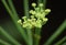 Macro close up of wild fennel growing in the outback detailed shot photo taken in the UK