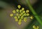 Macro close up of wild fennel growing in the outback detailed shot photo taken in the UK