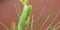 Macro close up of wild fennel growing in the outback detailed shot photo taken in the UK