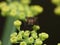 Macro close up of wild fennel growing in the outback detailed shot photo taken in the UK