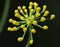 Macro close up of wild fennel growing in the outback detailed shot photo taken in the UK