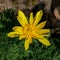 Macro close up of a yellow Adonis vernalis