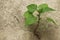 Macro Close up from a young small green flower plant growing out of cement stone, Java, Indonesia