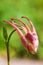 Macro closed bud of columbine (aquilegia) blossom growing on Aspen forest floor