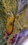 Macro closeup of a atlantic cleaner shrimp, colorful prawn from the atlantic ocean