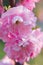 Macro closeup of beautiful Prunus triloba beautiful pink flowers with shallow depth