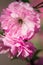 Macro closeup of beautiful Prunus triloba beautiful pink flowers with shallow depth