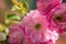 Macro closeup of beautiful Prunus triloba beautiful pink flowers with shallow depth