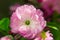 Macro closeup of beautiful Prunus triloba beautiful pink flowers with shallow depth