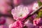 Macro closeup of beautiful Prunus triloba beautiful pink flowers with shallow depth