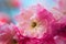 Macro closeup of beautiful Prunus triloba beautiful pink flowers with shallow depth