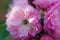 Macro closeup of beautiful Prunus triloba beautiful pink flowers with shallow depth