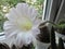 A macro closeup of a beautiful silk pink tender Echinopsis Lobivia cactus flower and green thorny spicy plant