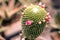 Macro closeup of a beautiful silky pink tender Echinopsis Lobivia cactus flower