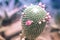 A macro closeup of a beautiful silky pink tender Echinopsis Lobivia cactus flower
