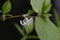 macro closeup beautiful white yellow blooming Lonicera fragrantissima , winter honeysuckle sweet breath spring