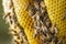 Macro closeup of bee hive with detail of honeycomb