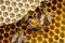 Macro closeup of bee hive with detail of honeycomb