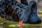 Macro closeup of black swan in water