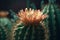 Macro closeup of blooming cactus. Generative AI