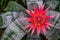 Macro closeup of the blooming flower of a urn plant, colorful tropical specie from Brazil