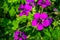 Macro closeup of blooming purple flowers of a armenian cranesbill plant, popular cultivated flower specie