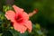 Macro closeup of blossoming hibiscus, nature background