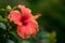 Macro closeup of blossoming hibiscus, nature background