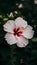 Macro closeup of blossoming hibiscus, nature background