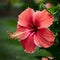 Macro closeup of blossoming hibiscus, nature background