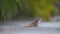 Macro closeup of blown alone lizard warming on summer sun. Anolis sagrei small reptile in native to Florida USA