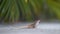 Macro closeup of blown alone lizard warming on summer sun. Anolis sagrei small reptile in native to Florida USA